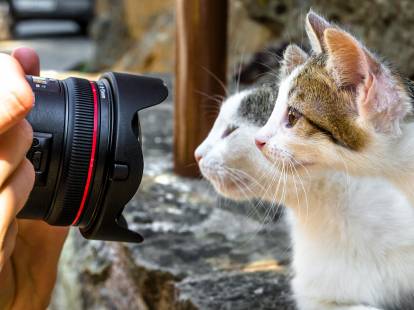 Un chat et un chaton face à l'objectif d'un appareil photo