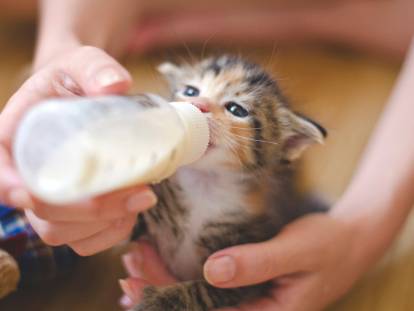 Une personne nourrissant un chaton au biberon