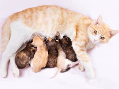 Une chatte allongée avec ses 5 chatons en train de téter
