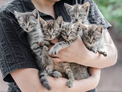 Une personne tenant 5 chatons dans ses bras