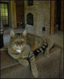 CANADA - Plus de chats que d'enfants dans les foyers québécois