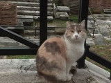 Rome ville éternelle, ville des chats