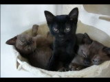 De superbes chatons Bombay et Burmese