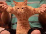 Chat qui danse