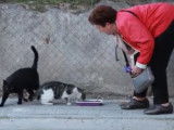 La municipalité de Madrid veille sur les chats des rues