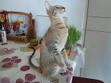 Un Oriental Shorthair apprend des tours