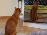 Un chat Somali découvre son reflet