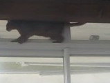 Un Abyssin fait son funambule