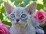 Petit chat exotique sans poils