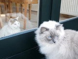 Un Lambkin et un Ragdoll jouent avec le vent
