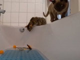 Un Burmese et un Bengal font trempette dans la baignoire