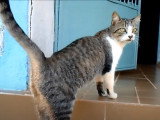 Un Brazilian Shorthair qui se balade devant chez lui