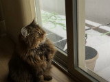 L'heure d'observer la neige a sonné pour ce British Longhair