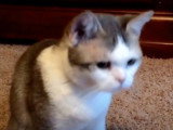 Un gros câlin pour ce chat American Wirehair