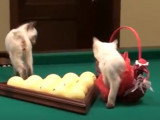 Ces Bobtail du Mékong jouent au billard