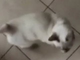 Ce Bobtail du Mékong est un chat très affectueux