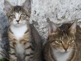 Le bitume où l'univers préféré de ces American Wirehair