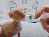 Une famille nourrit au biberon ses chatons Cornish Rex