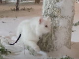 Une balade dans la neige au programme de ce chat Anatoli