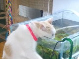 Ce chat Anatoli boit l'eau de l'aquarium