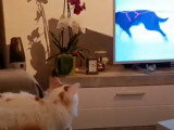 Ce chat Anatoli regarde la télé