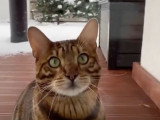 Ce chat Bengal miaule pour rentrer au domicile
