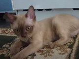 Des miaulements timides pour cet adorable Burmese Americain