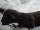 Des premiers pas timides pour ce chaton Elf-Cat