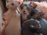 Des chatons Elf-Cat et leur maman