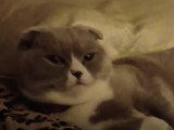 Un Scottish Fold qui répond à son maitre en miaulant