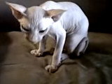 Un chat de race Sphynx est en train de miauler avec insistance
