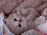 Une petite British Longhair qui est en train de jouer avec ses pattes