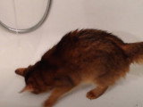 Un chat de Somali joue dans la baignoire