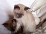 Deux chatons Tonkinois se reposent ensemble