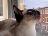 Un chat Thaï miaule à la fenêtre