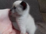 Un chaton Siamois de 3 semaines fait ses premiers pas