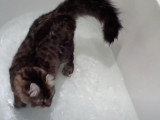 Un chat Desert Lynx s'amuse dans la baignoire remplie d'eau
