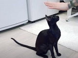 Un Oriental Shorthair sait s'assoir sur commande