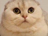 Un Scottish Fold à divers moments de sa journée