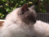 Une journée dans le quotidien d'un chat Sacré de Birmanie joueur