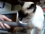 Un Siamois se régale avec de la Chantilly