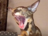 Un Oriental Shorthair baille en se réveillant