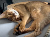 Un chat Abyssin rêve en dormant