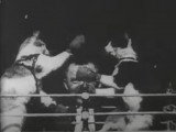 Deux chats qui font de la boxe : une vidéo de 1894