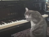 Un chat pianiste devenu célèbre sur YouTube : Nora The Piano Cat