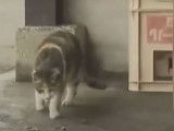 Des chats intoxiqués par une usine pétrochimique au Japon