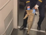 Un chat expulsé d'un train en Chine car il voyage sans billet