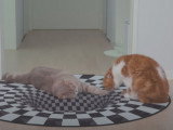Des chats réagissent devant un tapis avec illusion d'optique
