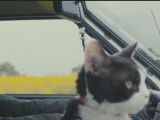 Les chroniques d'un chat voyageur : bande-annonce de film