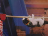 Des chats acrobates participent à un spectacle
